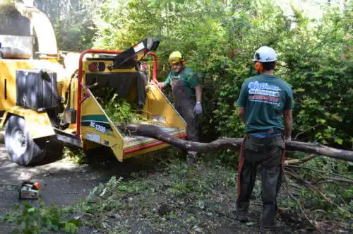 tree services Mountain View Acres